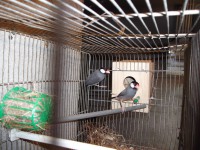 /album/pardal-de-java/casal-pardal-de-java-jpg/